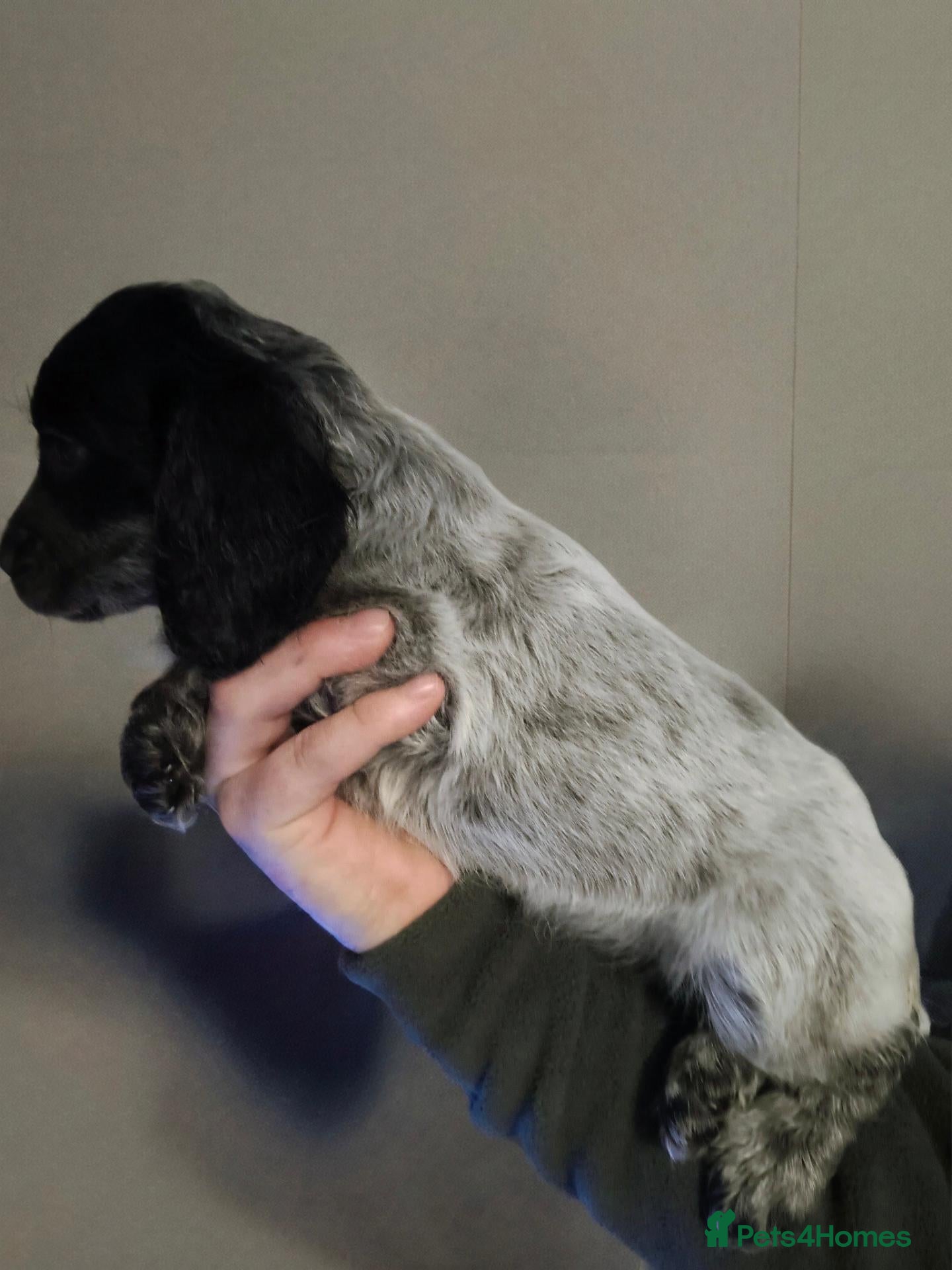 Cocker Spaniel dogs 5 beautiful Cocker pups for sale - Advert 1
