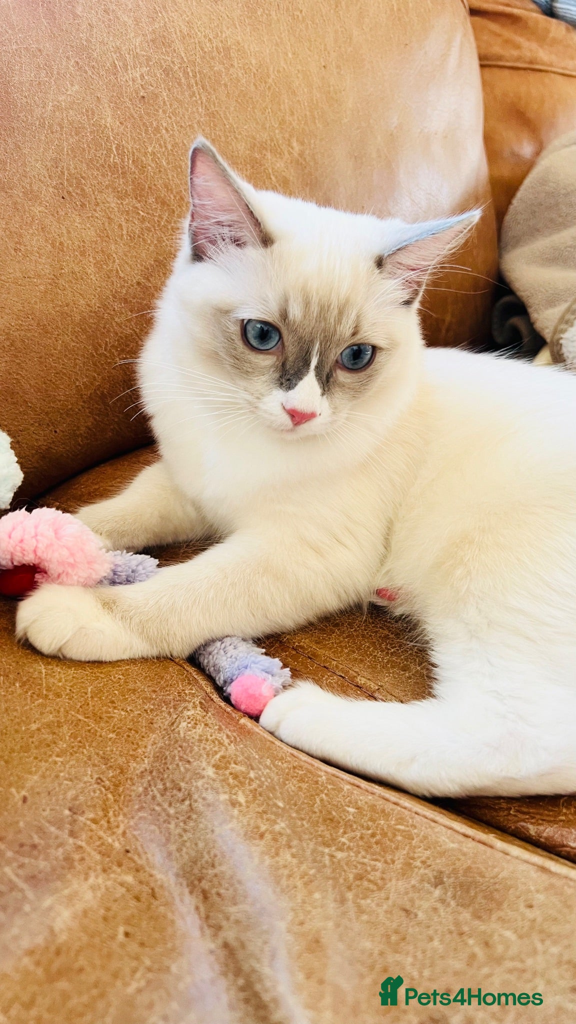 Ragdoll cats 🐈Pedigree Ragdoll Champion line 🏆 GCCF kitten - Advert 1