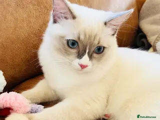 Ragdoll cats 🐈Pedigree Ragdoll Champion line 🏆 GCCF kitten - Advert 1