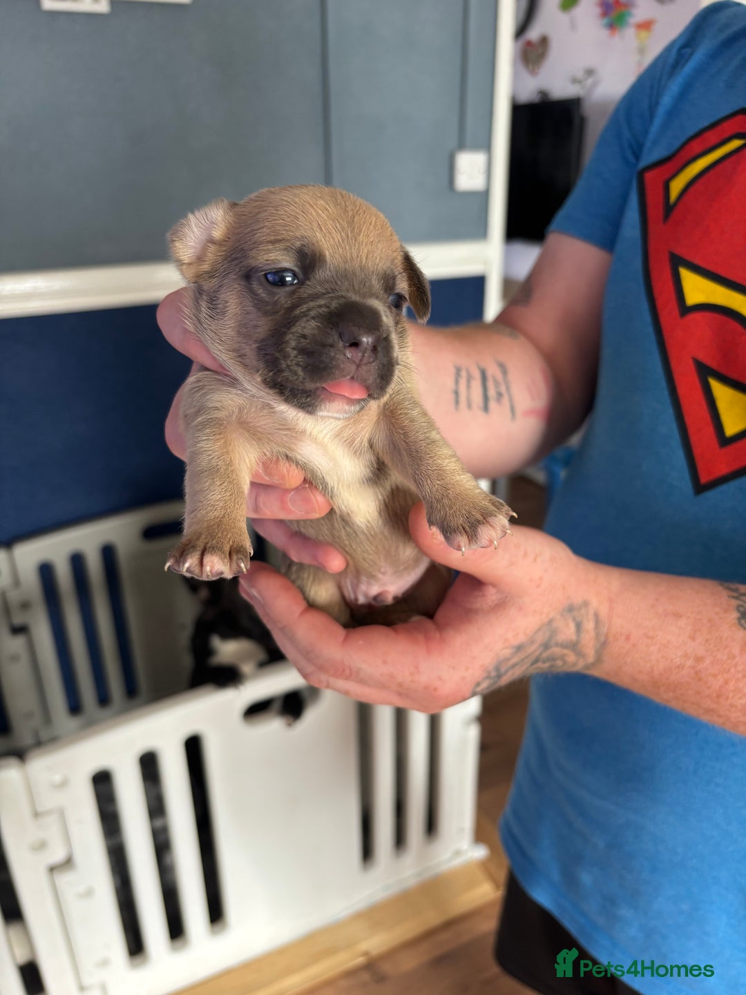 Mixed Breed dogs for sale: French Bull Jacks x 5 (All male)  - Image 6