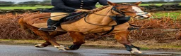 Other Breed horses for sale: Welsh D x Arab Mare - Advert 3