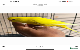 Budgerigars birds for sale: Hand tamed budgie  - Image 1