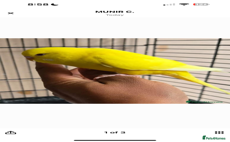 Budgerigars birds - Advert 1