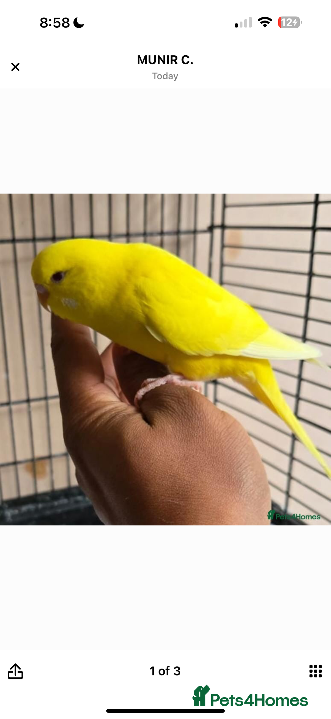 Budgerigars birds for sale: Hand tamed budgie  - Image 1