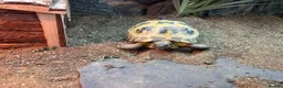 Tortoise reptiles for sale: 2 Horsefield tortoises for rehoming  - Advert 3