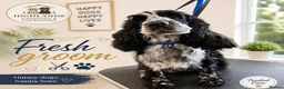 Cockapoo dogs for sale: Black and white tuxedo puppies  - Advert 5