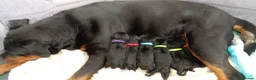 Rottweiler dogs for sale: Rottweiler puppies for sale  - Advert 1