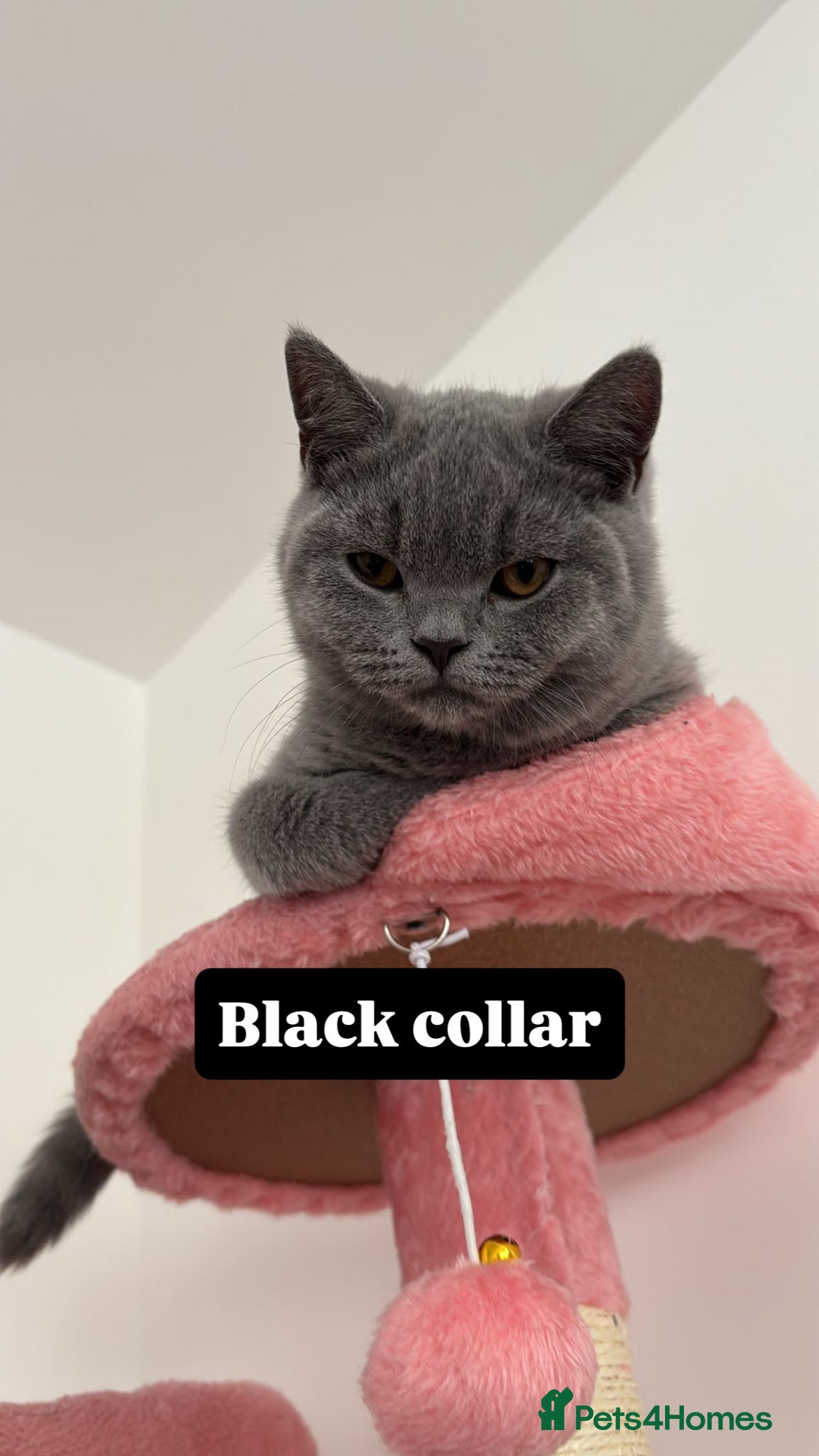 British Shorthair cats 🧸2 Remaining Chunky British Shorthair Kittens🧸 - Advert 4