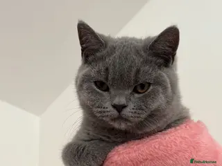 British Shorthair cats 🧸2 Remaining Chunky British Shorthair Kittens🧸 - Advert 1