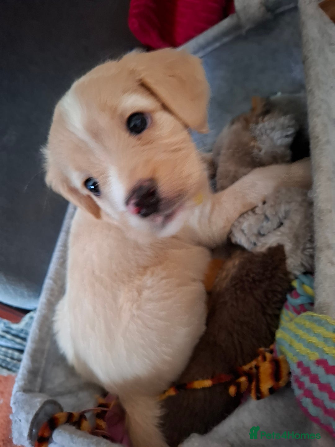 Mixed Breed dogs for sale: Cocker cross - Image 1