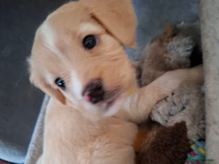 Mixed Breed dogs for sale - Advert 1