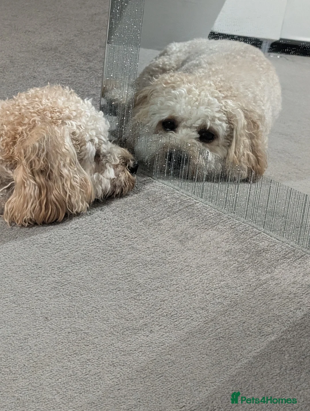 Cavapoo dogs for stud: Gorgeous Cavapoo Male for Stud - Advert 10