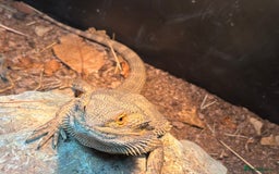 Bearded Dragon reptiles for sale: Bearded dragon! Zuko  - Image 6