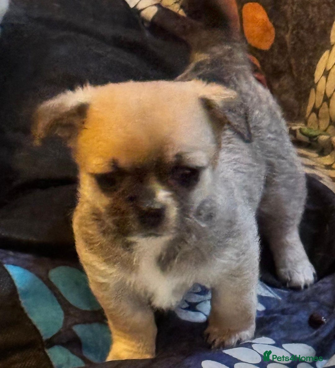 Chihuahua dogs for sale:  Chihuahua puppies can be seen with mum and dad  - Advert 11