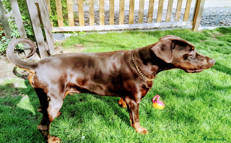 Dobermann dogs - Advert 1