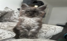 Maine Coon cats for sale: XXL Maine Coon Kittens Double TICA Champion lines  - Image 34