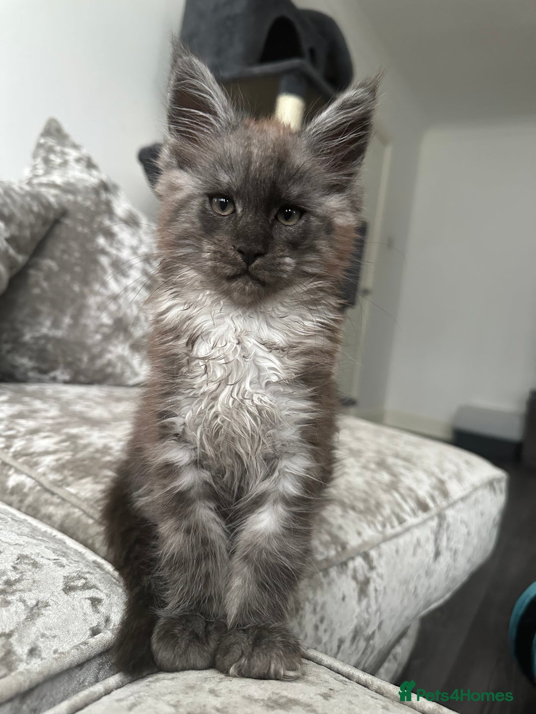 Maine Coon cats for sale: XXL Maine Coon Kittens Double TICA Champion lines  - Image 34