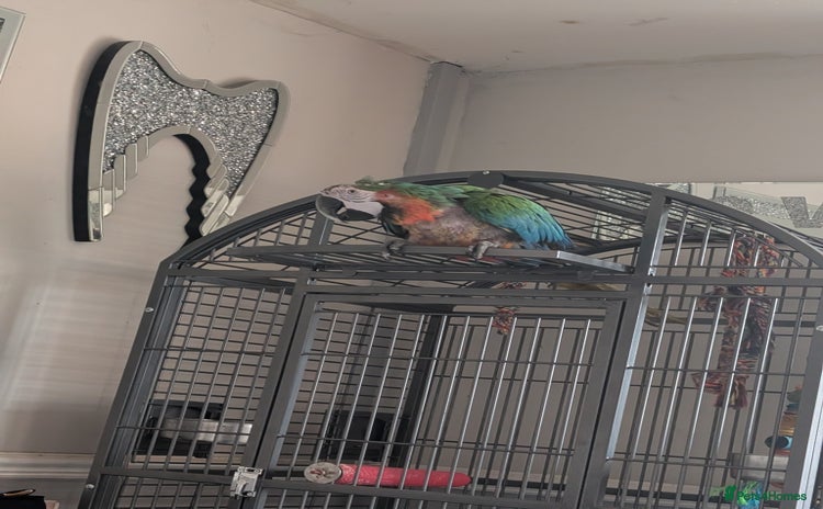 Macaws birds - Advert 13