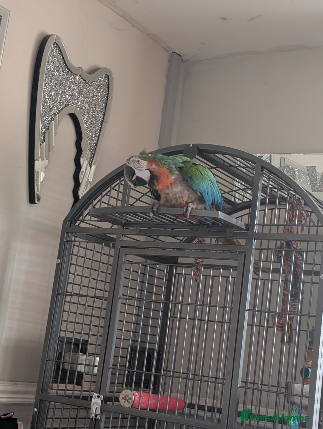 Macaws birds for sale: Harleyquinn macaw  - Image 1