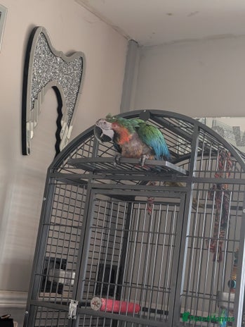 Macaws birds - Advert 12
