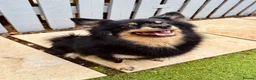 Pomeranian dogs for sale: Beautiful Pomeranian twins - Advert 5