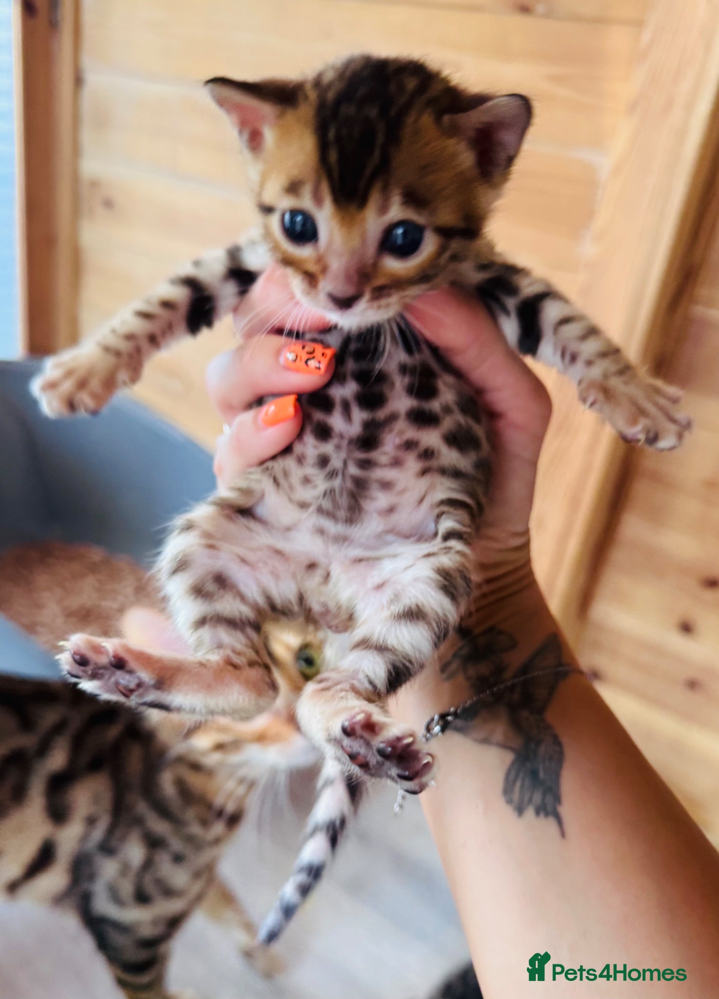 Bengal cats TICA Reg Bengal Kittens - Advert 1