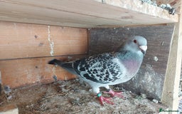 Pigeons birds for sale: Pigeons  - Image 1