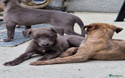 Whippet dogs for sale: Adorable whippet puppies  - Image 4