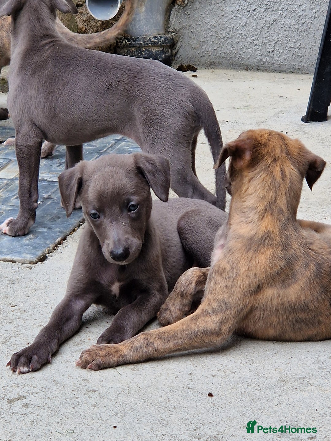 Whippet dogs for sale: Adorable whippet puppies  - Image 4