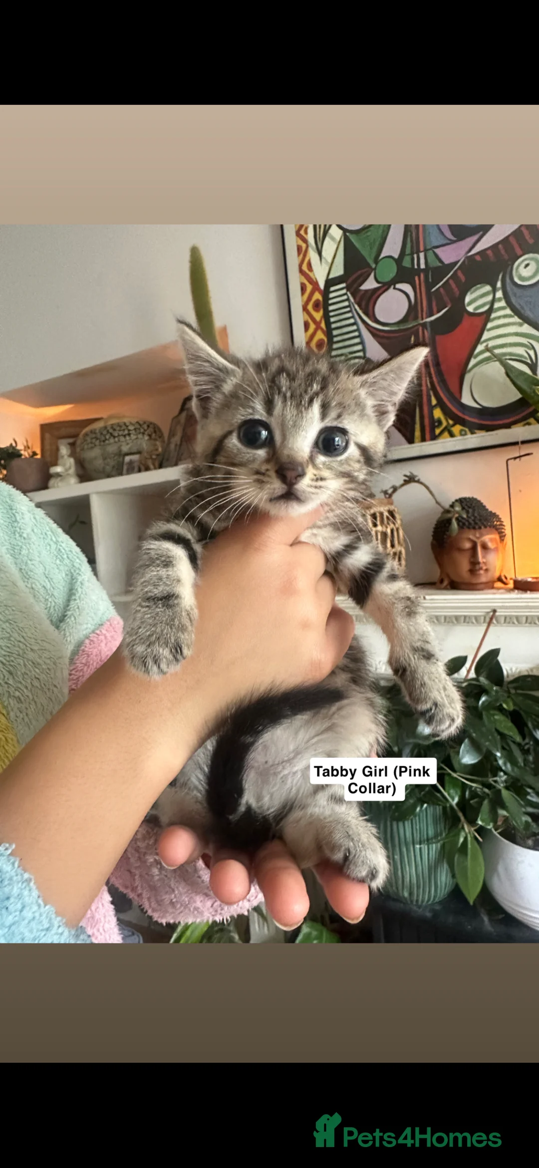Mixed Breed cats for sale: 6 Beautiful Kittens Available  - Advert 24
