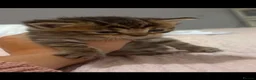 Mixed Breed cats for sale: Gorgeous Mainecoon x Bengal - Advert 20