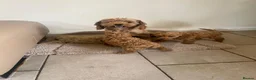 Cavapoo dogs for sale: Beautiful f2b cavapoo puppy’s  in Huntingdon - Advert 5