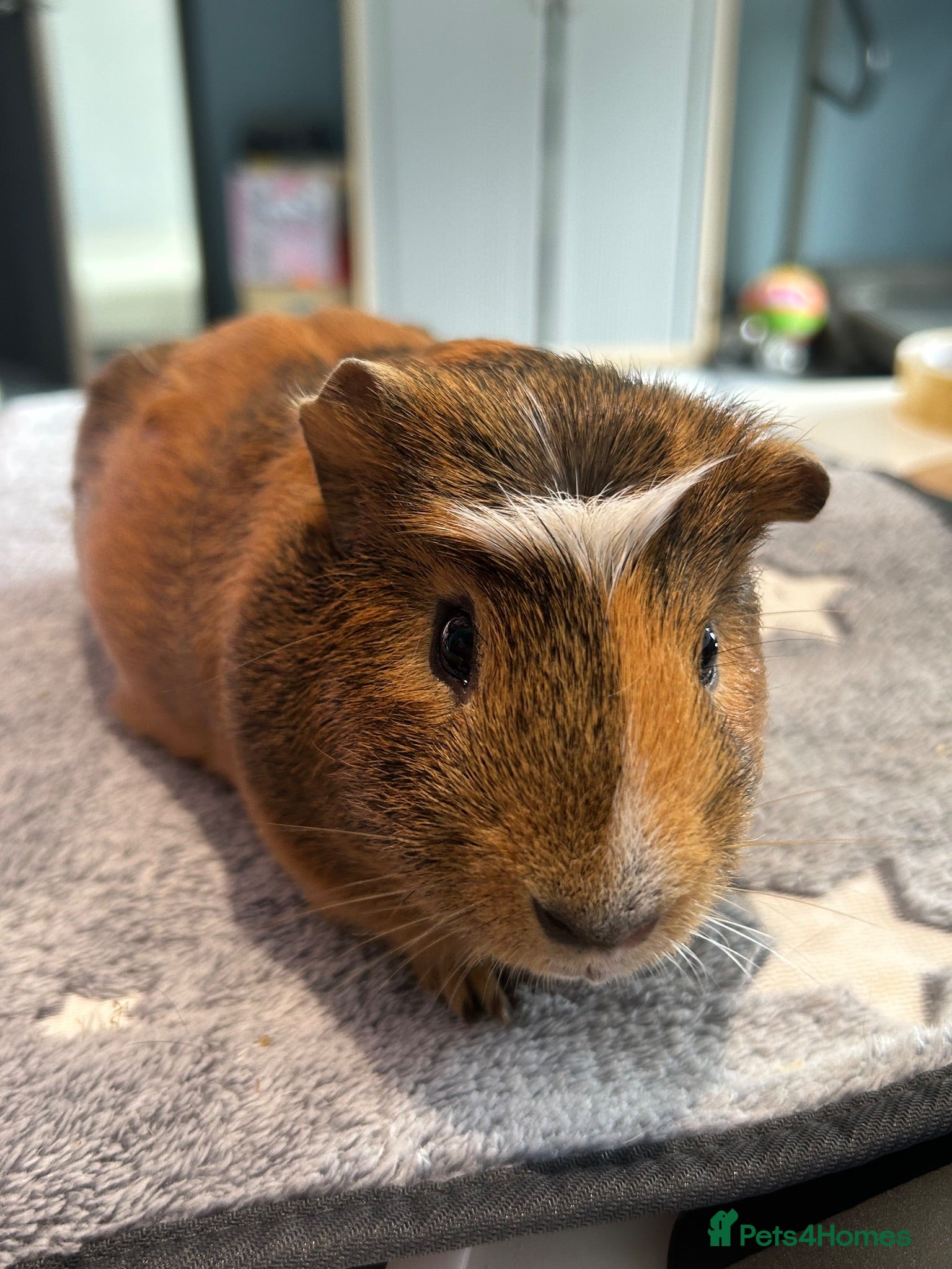 Guinea Pig rodents Guinea Pig Looking for a Loving Home - Advert 1