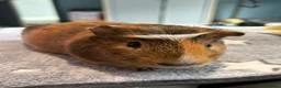 Guinea Pig rodents for sale: Guinea Pig Looking for a Loving Home in Bristol - Advert 1