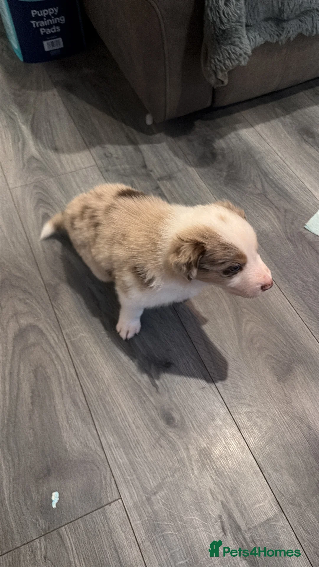 Mixed Breed dogs for sale: Stunning Border Collie Cross Puppies Family Raised - Advert 7