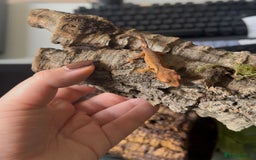 Gecko reptiles for sale: Beautiful Dalmatian Crested Gecko - Image 16