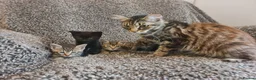 Mixed Breed cats for sale: Kittens for sale  - Advert 11
