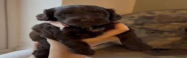 Cockapoo 7