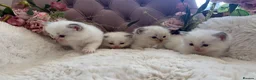 Ragdoll cats for sale: Gorgeous ColourPoint Full Pedigree Ragdoll Kittens - Advert 4