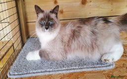 Siberian cats for sale: Registered Siberian Calico kittens  - Image 4