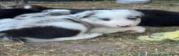 Border Collie dogs for sale: Border collie puppies  - Advert 17