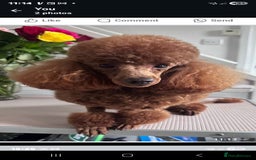 Jackapoo dogs for sale: 3 Beautiful F1B Jackapoo puppies. - Image 13
