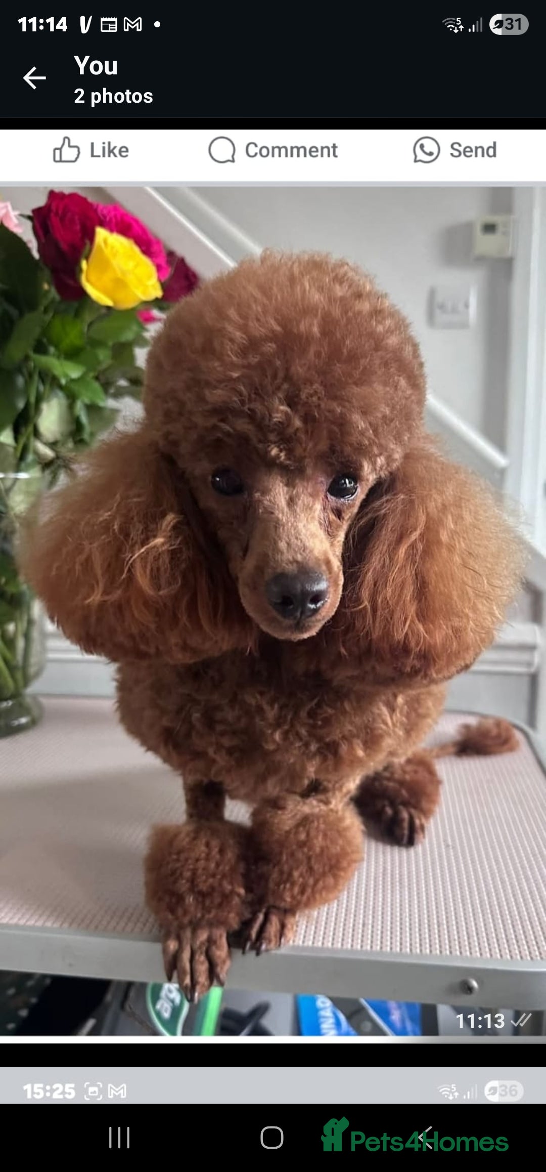 Jackapoo dogs for sale: 3 Beautiful F1B Jackapoo puppies. - Image 13