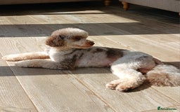 Miniature Poodle dogs for stud: 💥FOR STUD💥 CHOC MERLE PHANTOM MIN POODLE in Doncaster - Image 2