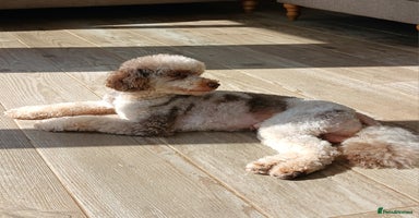 Miniature Poodle dogs in Doncaster - Advert 7