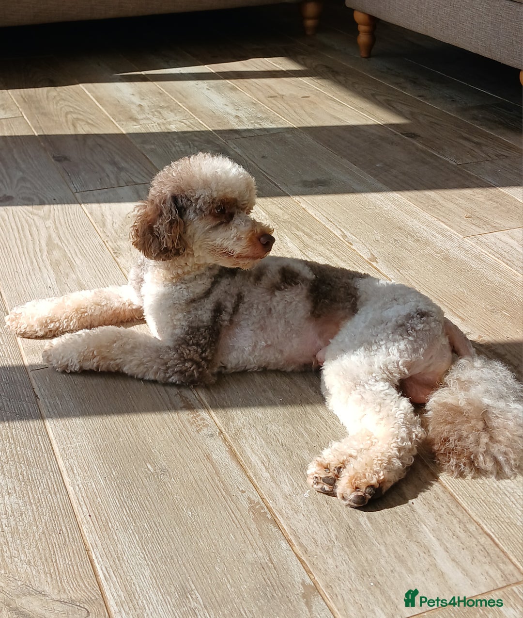 Miniature Poodle dogs for stud: 💥FOR STUD💥 CHOC MERLE PHANTOM MIN POODLE in Doncaster - Image 2