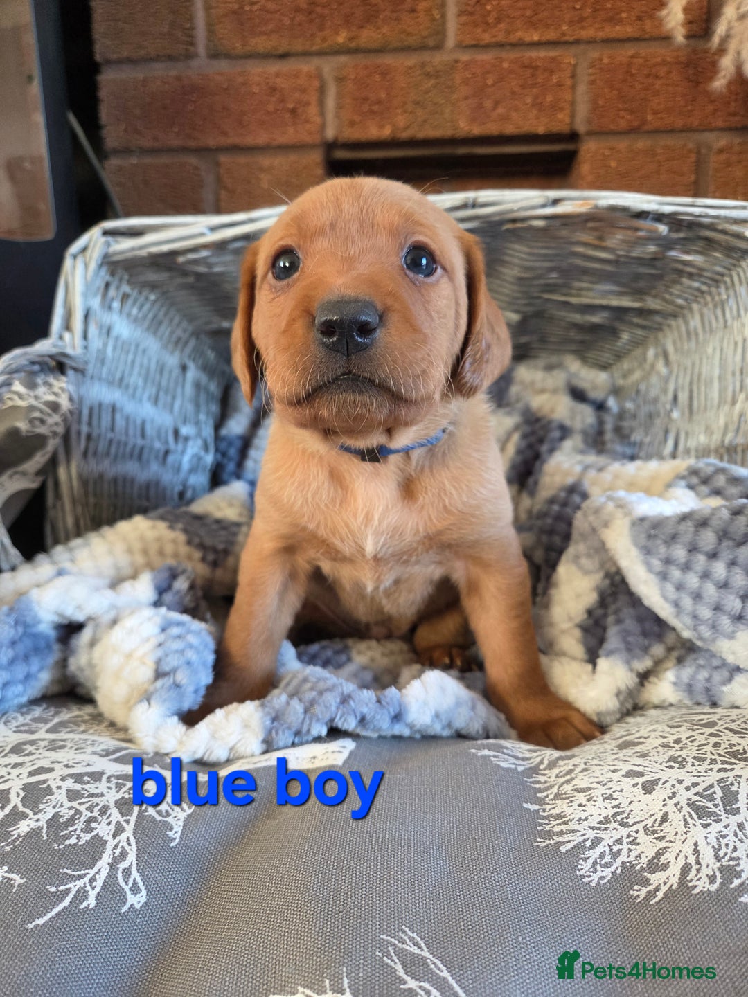 Labrador Retriever dogs for sale: Stunning Red fox labrador puppies  - Advert 37