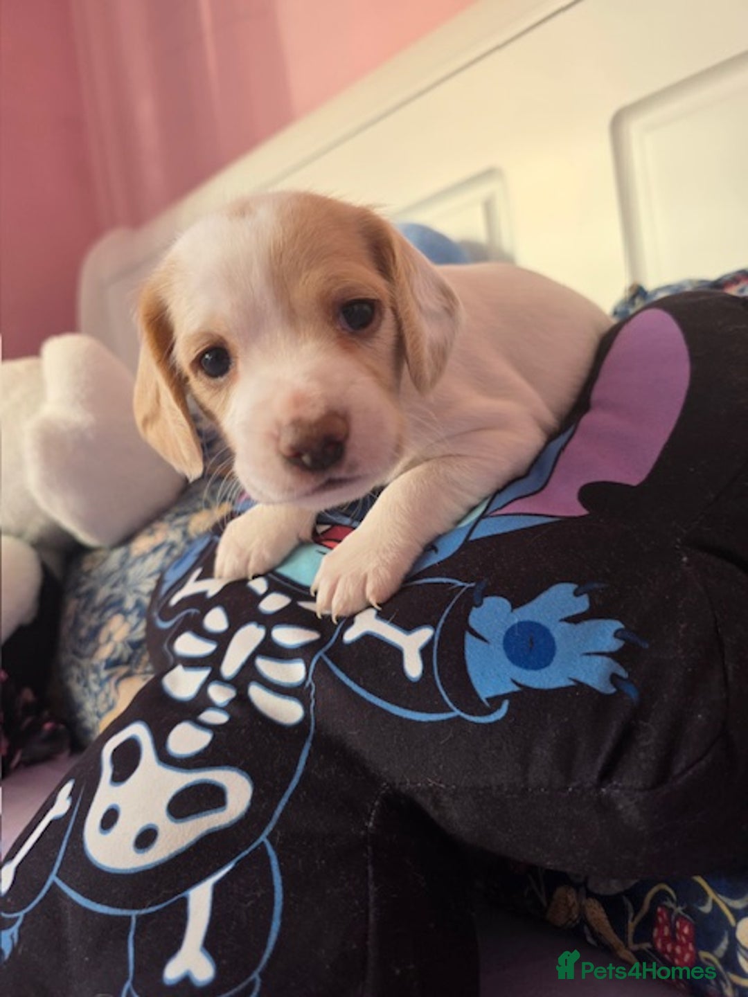 Mixed Breed dogs for sale: Cocker Spaniel Puppies – 4 Weeks Old - reserve now - Advert 26