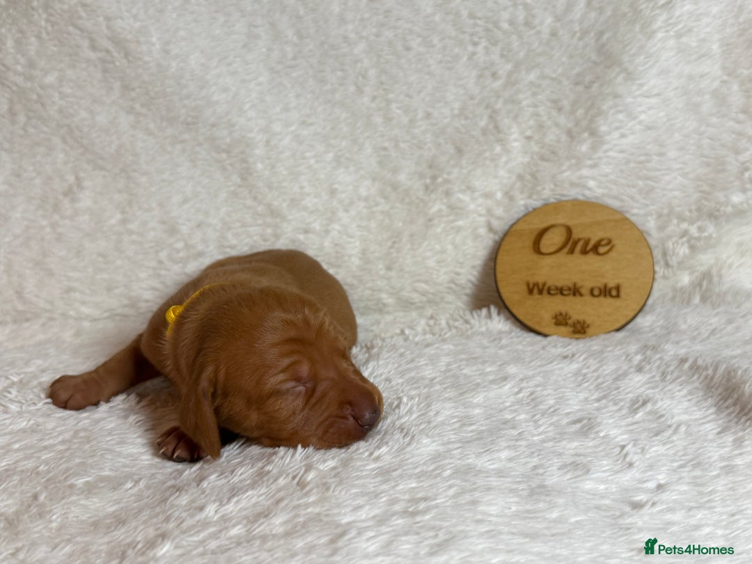 Hungarian Vizsla dogs for sale: KC registered Hungarian Viszla puppies - Advert 26