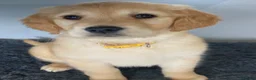Golden Retriever dogs for sale: Golden retriever  in Romford - Advert 13